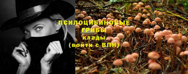 Псилоцибиновые грибы Magic Shrooms  как найти   Звенигород 